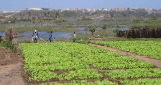 Senegal-Agriculteurs