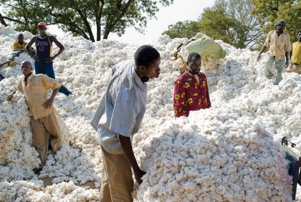 Région de Houndé. Récolte du Coton.