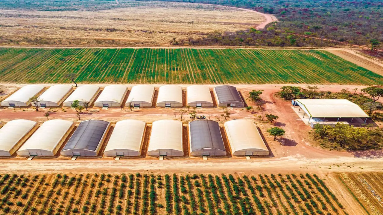 Agriculture sous serre en Arfrique