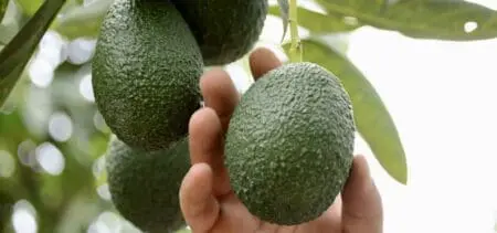 Chaque année, le Maroc exporte la quasi-totalité des avocats qu’il cultive. Ils ont commencé à exporter vers l’Espagne, mais ont ensuite ajouté des pays comme l’Italie, le Portugal, les Pays-Bas, la Belgique, l’Allemagne et la Russie à la liste des importateurs.