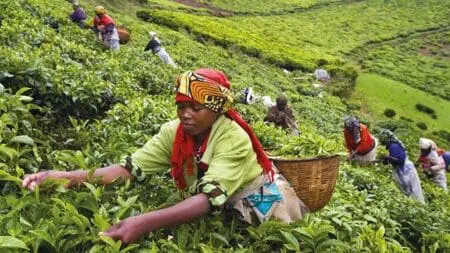 Récolte du thé au Rwanda