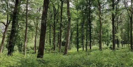 Botanique : Histoire du charme du pays d’Othe et du Japon Jardin des exploratrices, Forêt de la tranquillité, Pavillon des femmes : les ressources dormantes du pays d’Othe peuvent rayonner dans plusieurs espaces créatifs et gustatifs spécialement conçus à l’occasion de l’Exposition universelle d’Osaka en 2025.