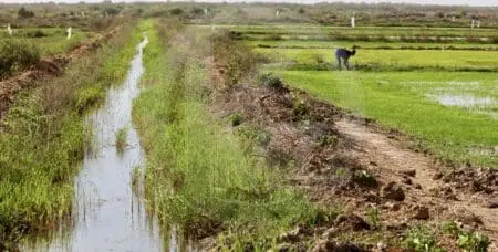 Les communautés résidant de part et d’autre du fleuve Sénégal et de la frontière sénégalo-mauritanienne sont "pauvres et vulnérables, bien que la zone abrite l’essentiel des terres irriguées en Mauritanie (90 %) et au Sénégal (80 %)’’, fait savoir la Banque mondiale.