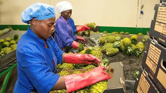Formation à la selection la sélection d’ananas destinés à l’export dans une ferme au Ghana financée par la Banque mondiale