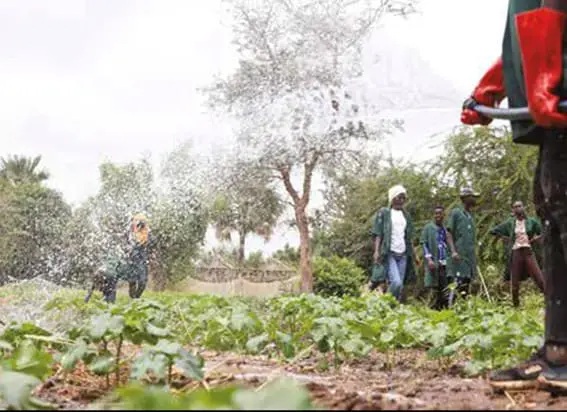 Sénégal juillet 2022 un verger d’une école de technique agricole à Thiès