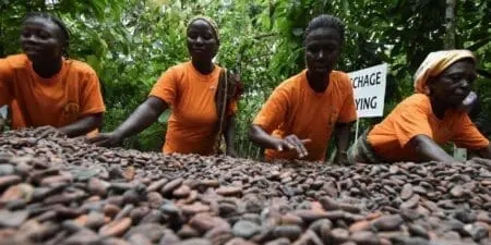 Ghana : La récolte du cacao s’effondre, les cours flambent Les deux principales régions productrices de cacao du Ghana, à savoir Ashanti et Western South, ont contribué en grande partie au décrochage historique de la production, ressortie respectivement à 103.976 tonnes (contre 160 855 tonnes la saison dernière) et à 96.810 tonnes (contre 152 277 tonnes la saison dernière) à fin juin. Ce plongeon de la production du cacao est un coup dur pour l'Etat ghanéen qui va devoir reporter la livraison des fèves n'ayant pas pu être effectuée comme convenu dans les contrats signés avec les traders internationaux.