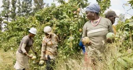 Pour la jeune population sénégalaise, de plus en plus urbaine et technophile, les plateformes numériques offrent une opportunité d'innovation. M. Diop se filme régulièrement et ajoute son numéro de téléphone sur ses comptes pour faire la publicité de ses mangues. La vente via les réseaux sociaux lui permet de rationaliser la chaîne de production en contournant les intermédiaires coûteux ou inefficaces, et donc de réduire ses prix, explique-t-il.