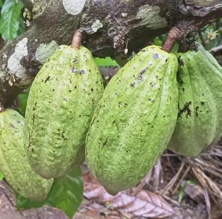 Depuis 2013, les marchés émergents, principalement la Chine, jouent également un rôle important dans l'évolution de la demande mondiale, la production de cacao n'a cessé d'augmenter au cours des 40 dernières années, et jusqu'à 95 % des fèves de cacao sont négociés sur les marchés de Londres et d’Atlanta. Ces deux places financières appartiennent à des pays ne produisant un gramme de fève de cacao.