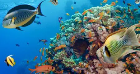 Le Plan, qui vise à lever plus de 2 milliards de dollars pour protéger une région riche en coraux de l'océan Indien, ambitionne de restaurer deux millions d’hectares d’écosystèmes océaniques d’ici 2030, en reconstituant les récifs coralliens, les mangroves et les stocks de poissons, a déclaré aux médias Thomas Sberna, responsable à l’UICN.