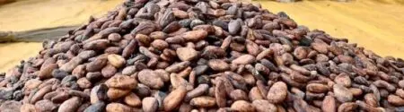 Le stock annoncé enregistre une baisse de 5 % par rapport aux prévisions de récolte de 650.000 tonnes formulées par le Conseil du cacao (Cocobod) en début de campagne. Ce «profit warning» est principalement attribué à l’arrivée de l’harmattan dont les vents chauds et secs devraient affecter la productivité des vergers jusqu’en février 2025.