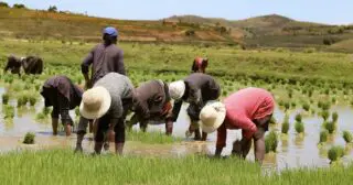 En 2025, Madagascar ambitionne de cultiver 100.000 hectares supplémentaires de riz, selon un plan adopté au Conseil des ministres tenu mercredi 8 janvier. D’après le ministère de l’Agriculture, cette initiative vise notamment à augmenter la production de riz paddy de 25 %, soit 1 million de tonnes de plus que la récolte de la campagne précédente. Si elle se réalise, cette prévision permettra à la filière rizicole malgache d’accroître sa production de riz usiné qui s’était établie à 3,2 millions de tonnes en 2023/2024, représentant environ 86 % des besoins nationaux estimés à 3,7 millions de tonnes.