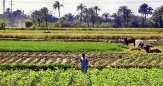 "Les négociations sont toujours en cours, mais un protocole d’accord pourrait être signé dès le début de l’année prochaine", a précisé le responsable. Bien que les détails sur la durée du bail et les types de cultures à produire restent inconnus, il est précisé que ce partenariat public-privé s’inscrit dans le cadre du projet Galana Kulalu, visant à développer l’irrigation agricole sur plus de 149 000 hectares de terres dans les comtés de Kilifi et Tana River.