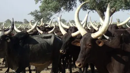 Tchad | Élevage : faire du bétail un catalyseur du commerce intra-africain Avec un cheptel estimé à plus de 129 millions de têtes, saviez-vous que le Tchad possède l’un des plus importants cheptels d’Afrique et du monde ? Premier exportateur de bétail d’Afrique centrale, le pays approvisionne des marchés saturés depuis des décennies, notamment au Nigéria, au Cameroun et au Congo. Pourtant, paradoxalement, le Tchad exporte principalement des bovins sur pied et permet à d’autres pays de capter l’essentiel de la valeur ajoutée et des emplois générés par la transformation de la viande.