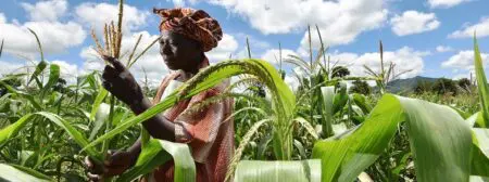 Les acteurs du secteur des ressources naturelles, notamment l'agriculture, ressentent ces effets de manière différenciée, selon le genre. Il est de plus en plus reconnu que les femmes sont particulièrement vulnérables, car elles représentent une part importante des populations pauvres et dépendent davantage des ressources naturelles menacées. Les disparités de genre se manifestent dans les rôles, les responsabilités, la prise de décision, l'accès à la terre et aux ressources, ainsi que dans les opportunités. À l'échelle mondiale, les femmes ont un accès limité aux ressources essentielles, telles que la terre, le crédit, les intrants agricoles naturels, les instances de décision, la technologie, la formation et les services de vulgarisation, ce qui entrave leur capacité à s'adapter aux changements climatiques. 