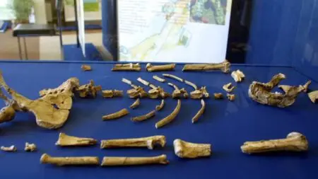 Précieusement emballés, ils ont atterri mi-août à Prague : les ossements de la plus célèbre australopithèque Lucy, découverts il y a un demi-siècle en Éthiopie, sont exposés au musée national de Prague à partir de ce lundi 25 août. Ces 52 fragments dentaires, de crâne, de bassin et de fémur, vieux de 3,18 millions d'années, «n'ont voyagé qu'une seule fois, aux États-Unis,» entre 2007 et 2013, a rappelé le directeur de l'institution, Michal Lukes, à leur arrivée sur le sol tchèque.