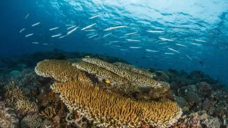 Océan | Biodiversité : Le traité sur la haute mer entrera en vigueur en janvier 2026 C’est quoi la haute mer ? Selon le droit de la mer, la haute mer, définie par la convention de Montego Bay (1982), est la partie de la mer située en dehors des zones de souveraineté et des ZEE des États côtiers. Le traité pour protéger la haute mer va enfin prendre vie. Le texte, qui a atteint vendredi 19 septembre les 60 ratifications nécessaires, va entrer en vigueur fin janvier 2026, donnant au monde un outil inédit pour mettre à l’abri des écosystèmes marins vitaux pour l’humanité.