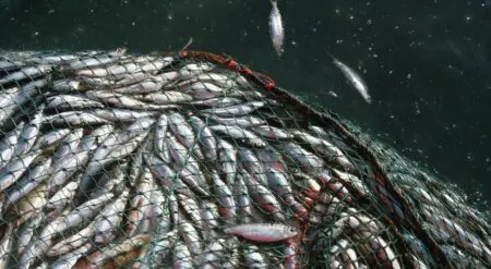 Adopté en 2022, il vise à éliminer les 22 milliards de dollars de subventions nocives qui favorisent la pêche illégale, la surpêche et l’exploitation des zones de haute mer non régulées. Pour l’Afrique, où la pêche fournit plus de 50 % des protéines animales dans certaines régions et emploie près de 12 millions de personnes, cette avancée pourrait se traduire par une réduction de la pression exercée par les flottes étrangères massivement subventionnées. Selon l’Union africaine, la pêche illégale fait perdre chaque année au moins 11,2 milliards de dollars à l’Afrique. L’accord impose également plus de transparence et de collecte de données, un défi pour des pays aux moyens limités, et pourrait inciter certains États africains à revoir leurs modestes subventions nationales si certains stocks sont jugés surexploités. Un fonds de 18 millions de dollars US a été créé pour accompagner les pays en développement et les PMA dans cette transition.