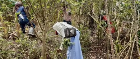 Reportage | Burundi : des solutions naturelles pour une agriculture plus saine et rentable Les agriculteurs s’activent dans leurs champs. Certains procèdent au sarclage et à l'arrosage, tandis que d'autres pulvérisent des intrants naturels sur leurs parcelles verdoyantes. Plus bas, des canaux d’irrigation laissent couler l’eau qui irrigue des parcelles verdoyantes. La révolution silencieuse transforme peu à peu les pratiques agricoles. Nous sommes sur les collines de Muremera et Gasunu, dans la commune de Gitega, zone Giheta, au centre du Burundi.