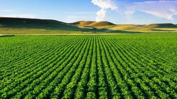 Le Crédit Agricole du Maroc et le ministère de l’Agriculture, de la Pêche maritime, du Développement rural et des Eaux et Forêts ont franchi une nouvelle étape dans leur coopération. Le 23 avril 2026, en marge du Salon international de l’agriculture au Maroc (SIAM), les deux institutions ont signé à Meknès une convention de partenariat portant sur le déploiement d’un programme d’éducation financière au profit des bénéficiaires du projet PADERMO dans la région de l’Oriental.