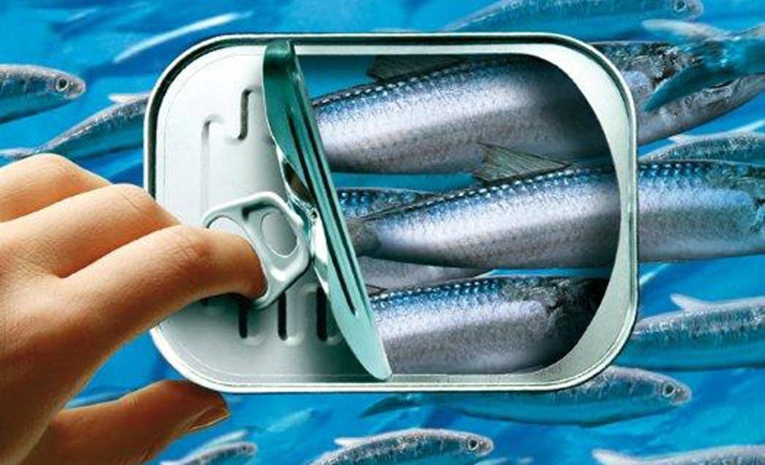 Investissement, Une usine de conserves de poisson à Nouadhibou pour bientôt Conserve de poisson
