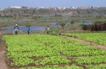 Senegal-Agriculteurs