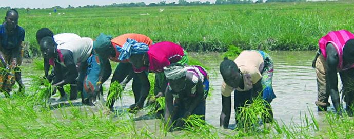 Repiquage riz niono office Niger MALI