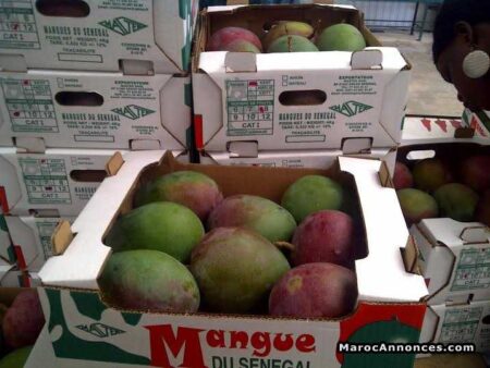 Sénégal : La mangue, premier produit agricole d’exportation en 2014 manques senegal