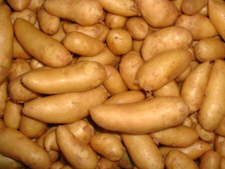 Sénégal : gel des importations de pommes de terre Pomme de terre