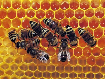 miel afrique abeilles