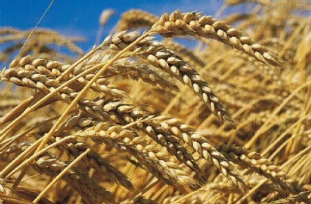 matières premieres agricoles