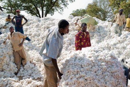 Bénin : Campagne inédite de récolte du coton
