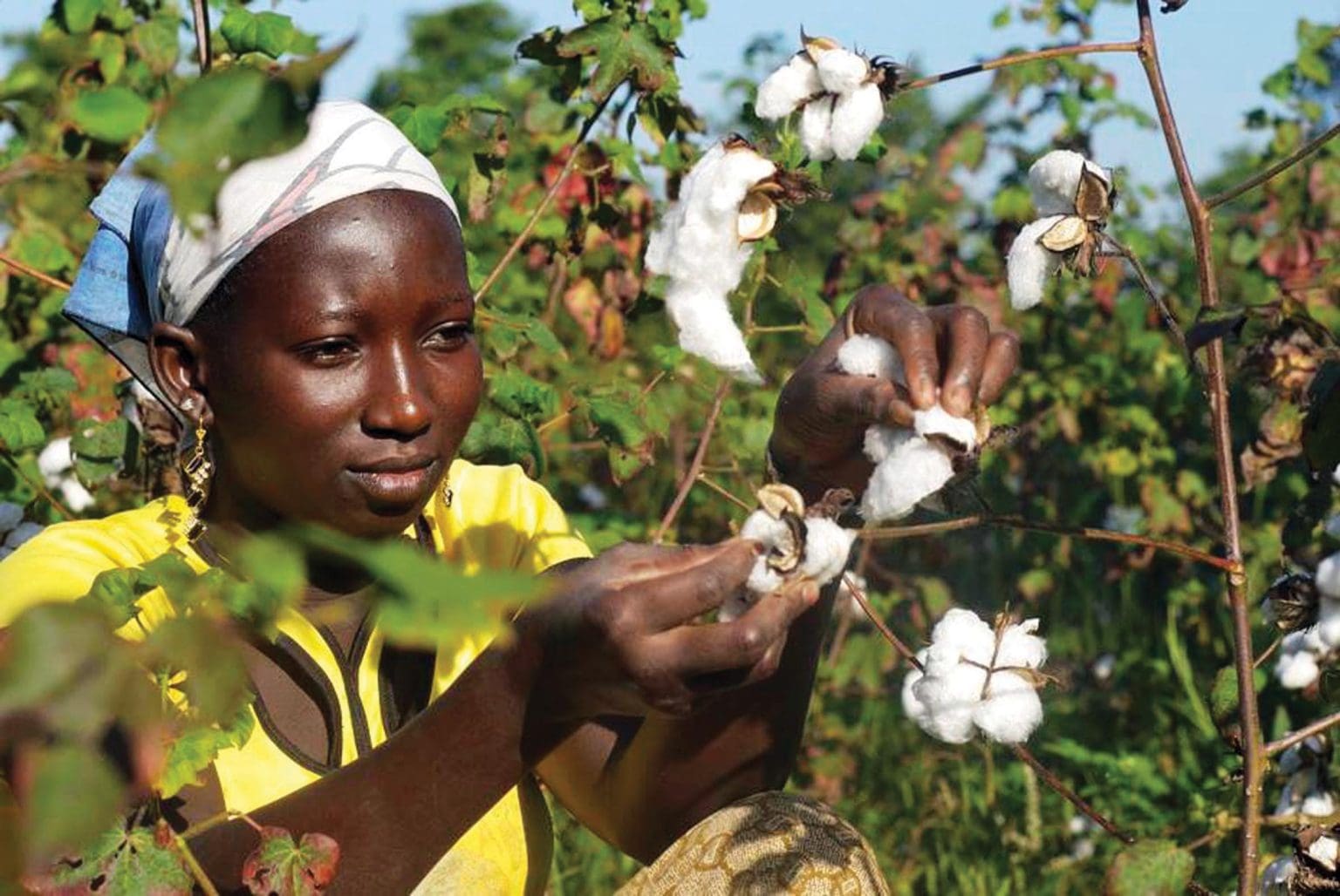 Coton : Le Mali détrône le Burkina et s’adjuge la 1ère place