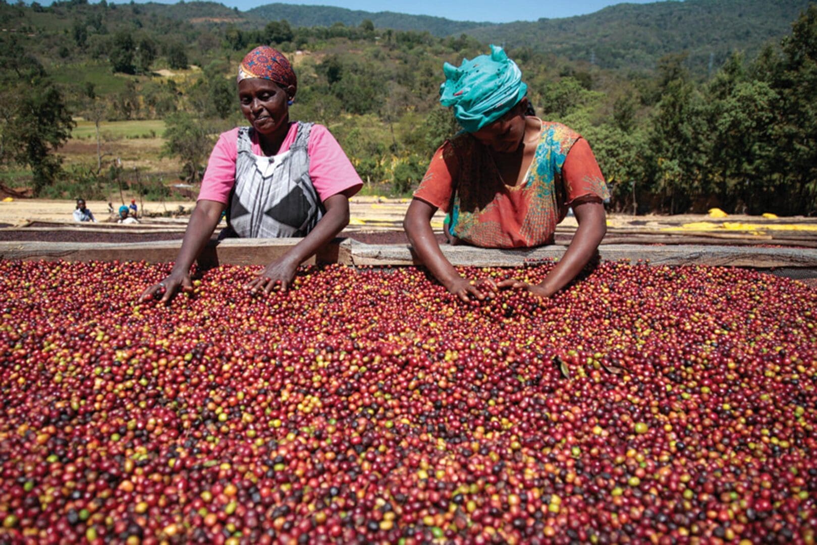 Café au Burundi