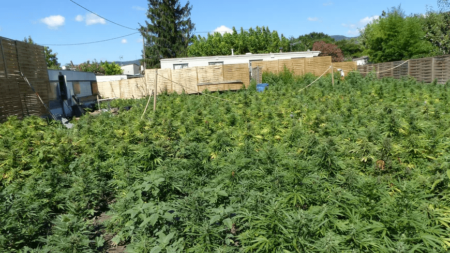 Haschisch, cannabis, culture, légal, export, zimbabwe