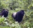 Rwanda, Gorilles, Montagnes, Tourismes