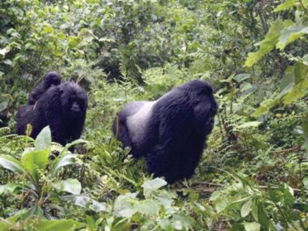 Rwanda, Gorilles, Montagnes, Tourismes