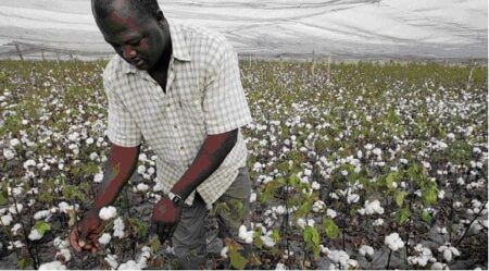 Fertilité du sol : La Fondation OCP lance «Restore Africa Soils» Coton, Cartographie du Sol, Fertilité,