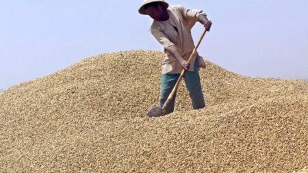arachide, sénégal, acheteur chinois
