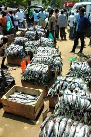 Séchage du poisson au bord du lac Tanganyika