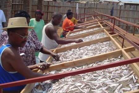 Séchage du poisson au bord du lac Tanganyika