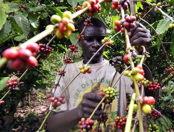 cafe cote ivoire