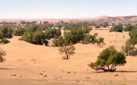 Sahel, Grande Muraille Verte
