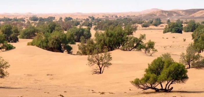 Sahel, Grande Muraille Verte