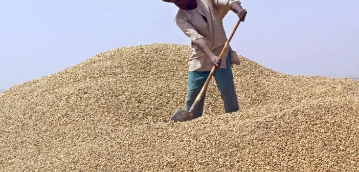 Récolte d’arachides en Haute Guinée