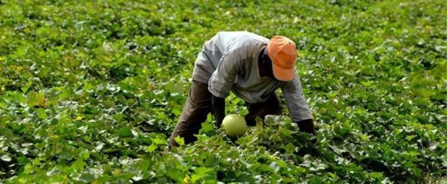 Maroc : OCP Africa, rend hommage aux agriculteurs africains