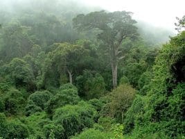 Le gouvernement de RDC suspend une societe forestiere apres la denonciation par la societe civile