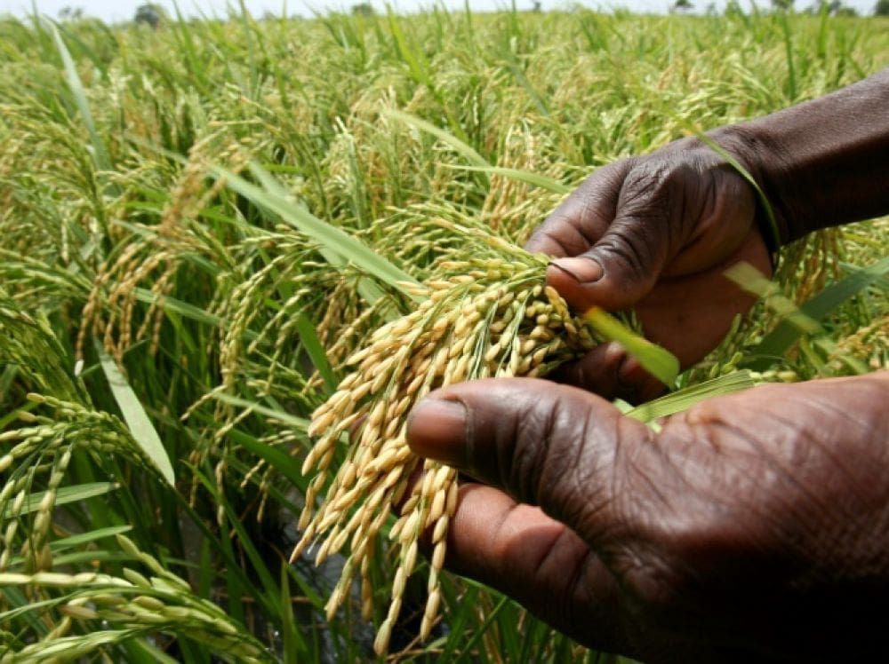 À l’horizon 2040, l’UEMOA ambitionne de mobiliser un vaste portefeuille d’investissements destiné à structurer durablement les chaînes de valeur agricoles. L’initiative, présentée le 1er juin 2026 à Bamako, s’inscrit dans un «livre blanc» actuellement promu auprès des États membres.