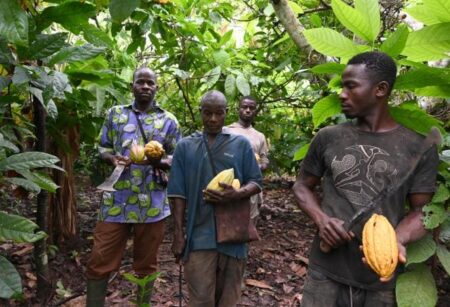 Sécurité alimentaire : L’Afrique sera-t-elle au rendez-vous de 2050 ? producteurs-de-cacao-en-Cote-d'Ivoire