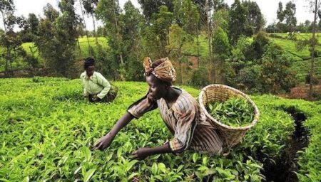 Perspectives économiques mondiales : L’Afrique Subsaharienne reste une zone fragile