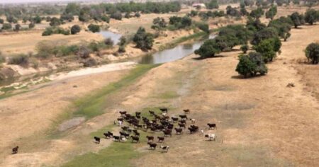 Cattle run as a helicopter flies overhead along the Komadougou Yobe river which separates Niger and Nigeria